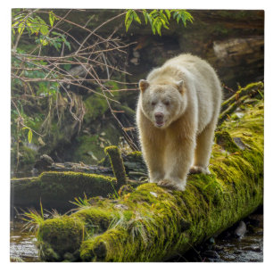 Witte Spirit Bear Brits-Columbia, Canada Tegeltje