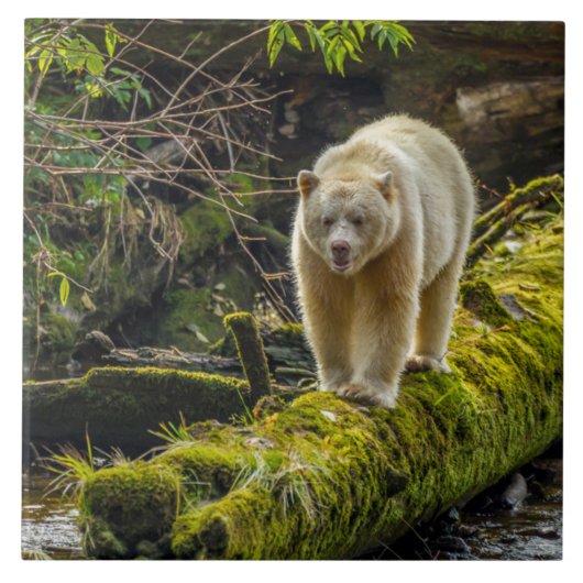 Witte Spirit Bear | Brits-Columbia, Canada Tegeltje (Voorkant)