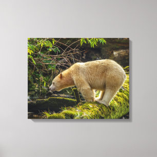 Witte Spirit Bear Canvas Afdruk