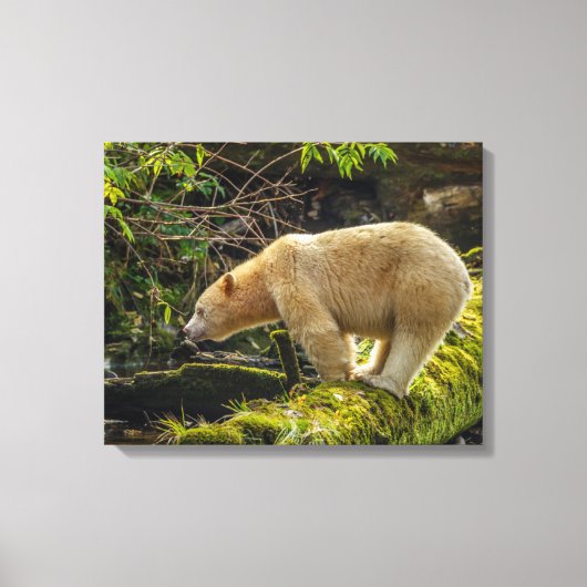 Witte Spirit Bear Canvas Afdruk (Voorkant)