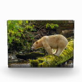 Witte Spirit Bear Fotoblokken (Voorkant)
