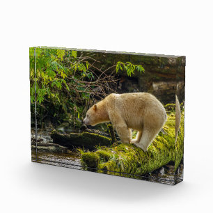 Witte Spirit Bear Fotoblokken