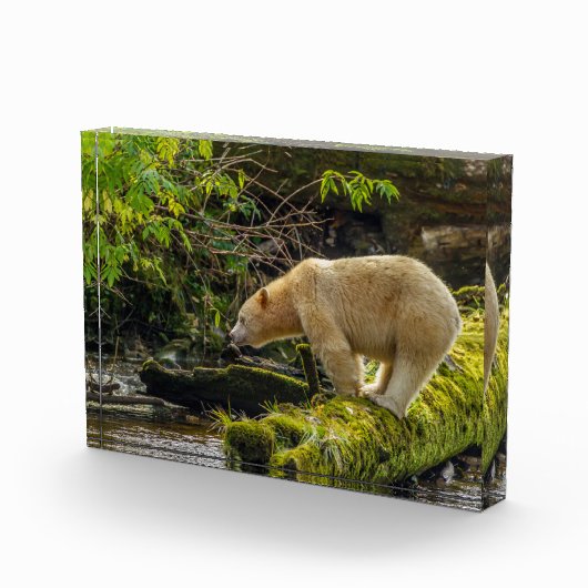 Witte Spirit Bear Fotoblokken (Rechts)