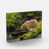 Witte Spirit Bear Fotoblokken (Links)