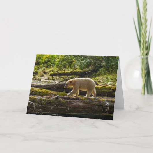 Witte Spirit Bear Jaagt Kaart (Voorkant)