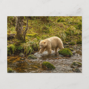 Witte Spirit Bear jaagt op vis in Riordan Creek Briefkaart