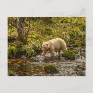 Witte Spirit Bear jaagt op vis in Riordan Creek Briefkaart