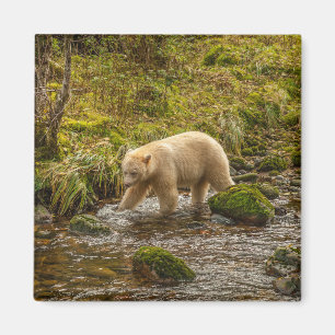 Witte Spirit Bear jaagt op vis in Riordan Creek Magneet