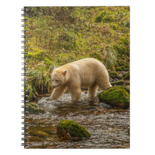 Witte Spirit Bear jaagt op vis in Riordan Creek Notitieboek