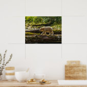 Witte Spirit Bear jaagt Poster (Keuken)