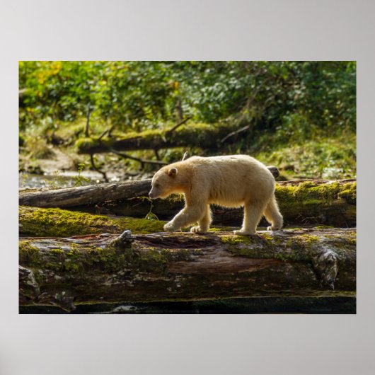 Witte Spirit Bear jaagt Poster (Voorkant)