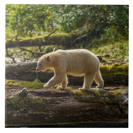 Witte Spirit Bear Jaagt Tegeltje (Voorkant)