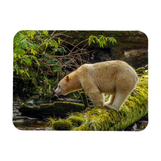 Witte Spirit Bear Magneet (Horizontaal)