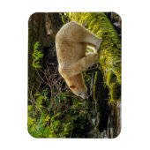 Witte Spirit Bear Magneet (Verticaal)