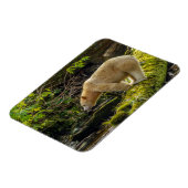 Witte Spirit Bear Magneet (Linkerzijde)