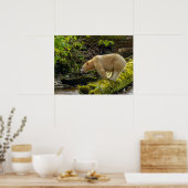 Witte Spirit Bear Poster (Keuken)