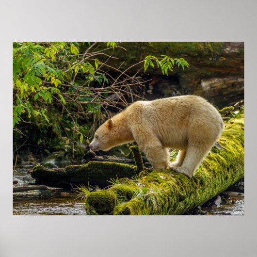 Witte Spirit Bear Poster (Voorkant)