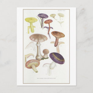 witte-spored paddenstoelen Illustratie Briefkaart