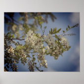 Witte sprinkhanenbloesems getint poster (Voorkant)