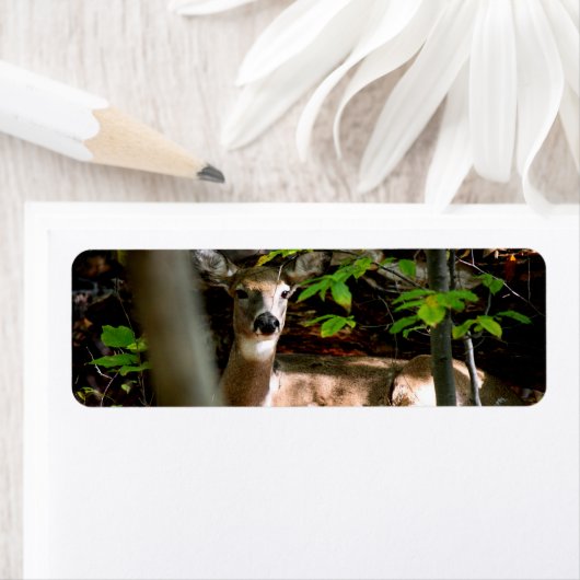 Witte Staart Doe Etiket (Insitu)