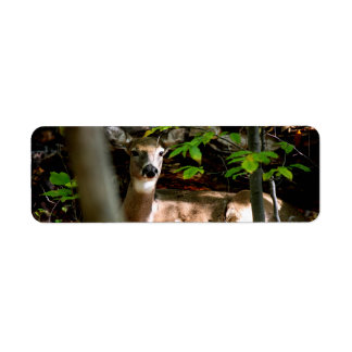 Witte Staart Doe Etiket