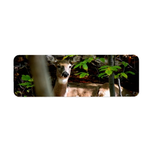 Witte Staart Doe Etiket (Voorkant)