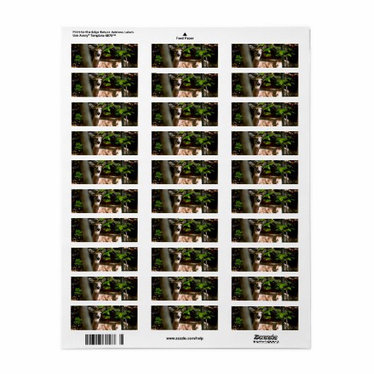 Witte Staart Doe Etiket (Full Sheet)