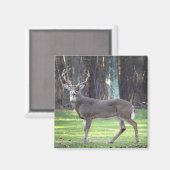 Witte staart herten 2" magneet (Voorkant / Achterkant)