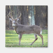 Witte staart herten 2" magneet (Voorkant)