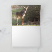 Witte staart herten *blanco* kaart (Binnen)