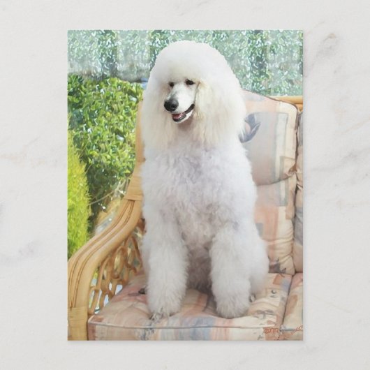 Witte Standaardpoedel Briefkaart (Voorkant)