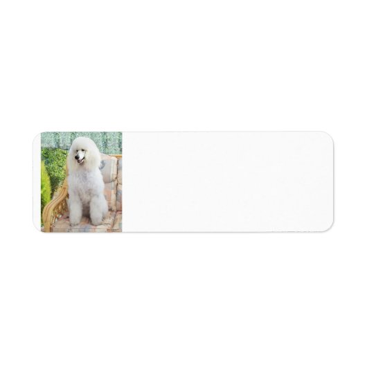 Witte Standaardpoedel Etiket (Voorkant)