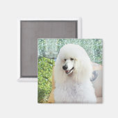 Witte Standaardpoedel Magneet (Voorkant / Achterkant)