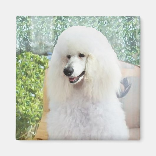 Witte Standaardpoedel Magneet (Voorkant)