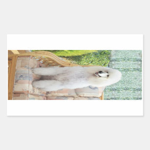 Witte Standaardpoedel Rechthoekige Sticker