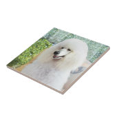 Witte Standaardpoedel Tegeltje (Zijkant)