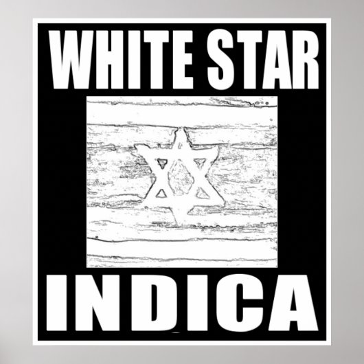 WITTE STER INDICA POSTER (Voorkant)