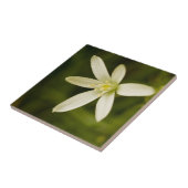 Witte ster-van-Bethlehem - Eenjarige ventilator Tegeltje (Zijkant)