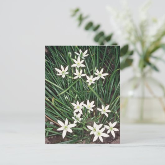 witte ster van Bethlehem (Ornithogalum Umbellatum) Briefkaart (Staand voorkant)