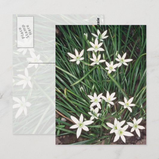 witte ster van Bethlehem (Ornithogalum Umbellatum) Briefkaart (Voorkant / Achterkant)