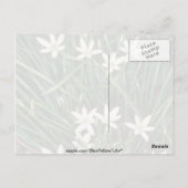 witte ster van Bethlehem (Ornithogalum Umbellatum) Briefkaart (Achterkant)