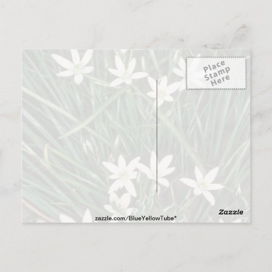 witte ster van Bethlehem (Ornithogalum Umbellatum) Briefkaart (Achterkant)