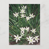 witte ster van Bethlehem (Ornithogalum Umbellatum) Briefkaart (Voorkant)