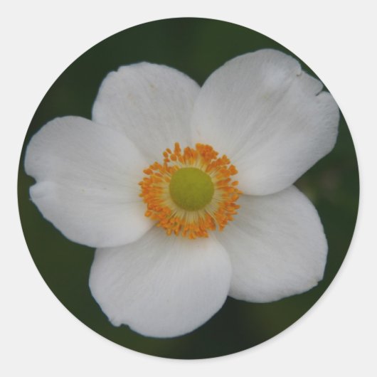 witte sticker (Voorkant)
