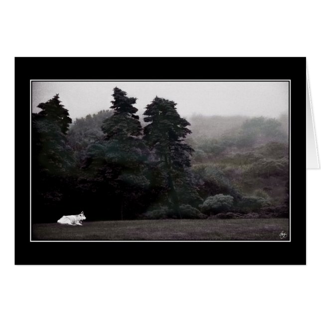 Witte stier tegen een beschilderde Kaart (Voorkant Horizontaal)