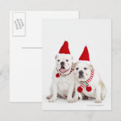 Witte stieren briefkaart (Voorkant / Achterkant)