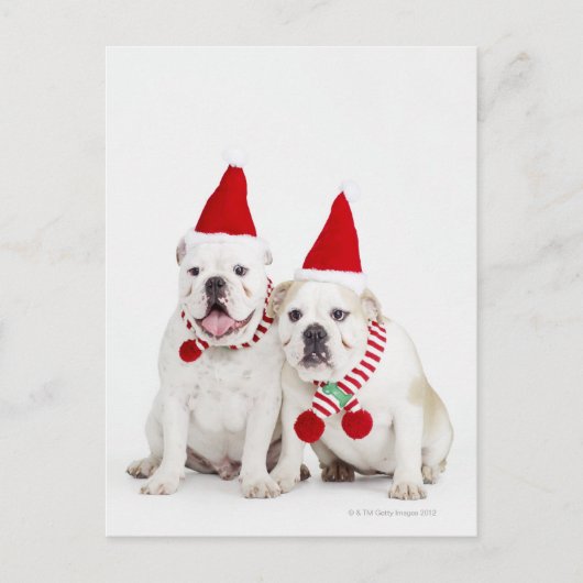 Witte stieren briefkaart (Voorkant)