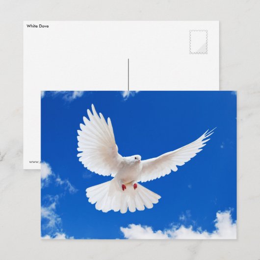 Witte stip briefkaart (Voorkant / Achterkant)