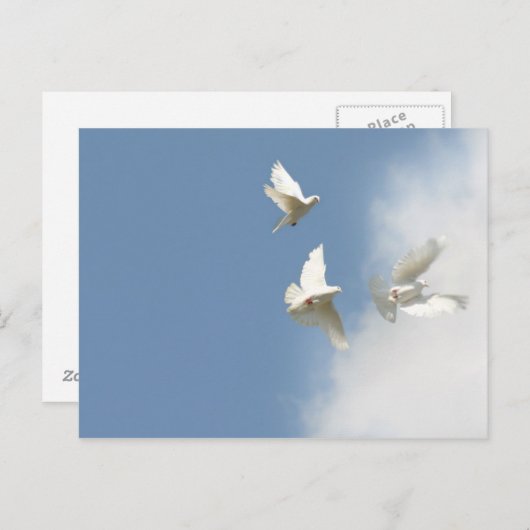 Witte stippen vliegen briefkaart (Voorkant / Achterkant)