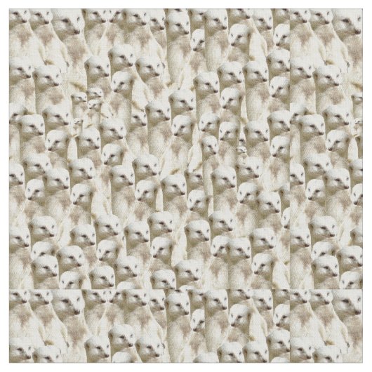 Witte stokstaartjes, stof (Close Up)